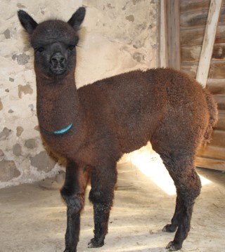 Alpaca For Sale - MAMGB Kichika 